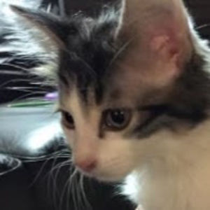 Meet your Posher, Theodore